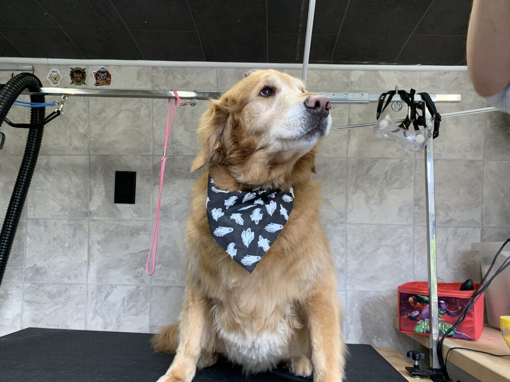 Dog sitting after being groomed inside of Espaco's mobile dog grooming van.